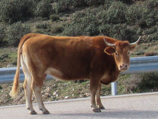 Rind auf der M-137, bei der Ortschaft La Hiruela, Spanien