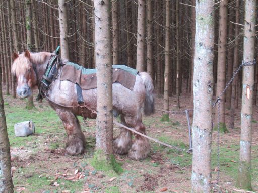 Ardennen, Waldgebiet, Belgien, Brabanter, Belgisches Kaltblut Zugpferd