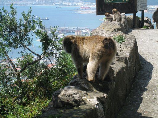 Gibraltar, Großbritannien, Affen im Upper Rock Naturpark