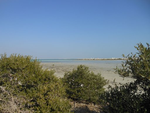 Rundreise Mietwagen, Katar, Al Khor Küste mit Mangroven