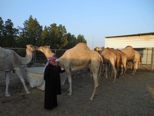 Rundreise Mietwagen, Katar, Kamele in Al Otouriya