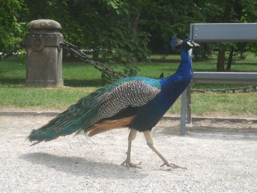 Schloss Eggenberg, Graz, Österreich, Pfau im Schlosspark