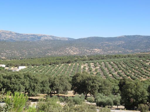 Pozo Alcón, Spanien, Olivenbaum Plantagen in der Umgebung