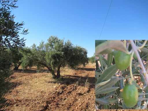 Pozo Alcón, Spanien, Olivenbäume und Früchte